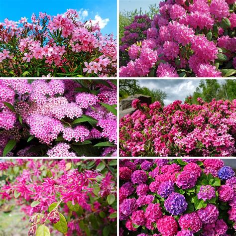 Spring Blooming Shrub With Pink Flowers