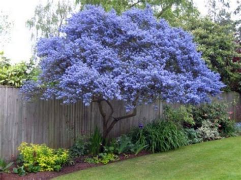 The Most Beautiful Trees For A Truly Spectacular Yard And Garden In