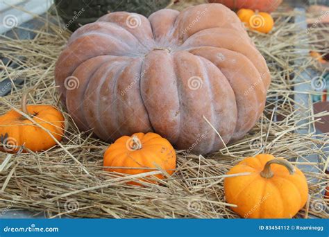 Odd Shaped Pumpkin Gourd Stock Photo Image Of Fall Pumpkins 83454112