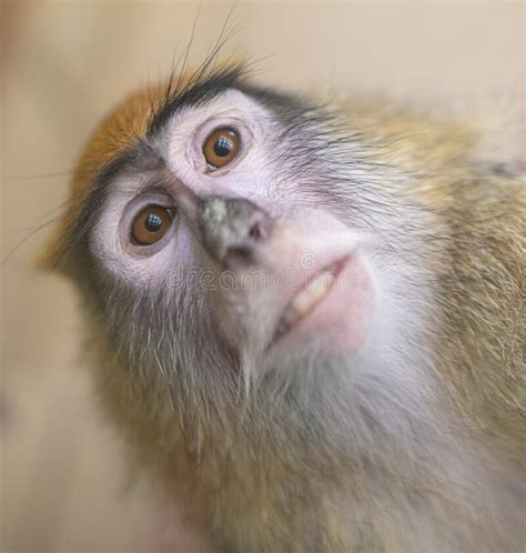 Monkey Portrait In The Zoo Stock Photo Image Of Primate Funny