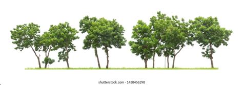337753 Row Of Trees Images Stock Photos And Vectors Shutterstock