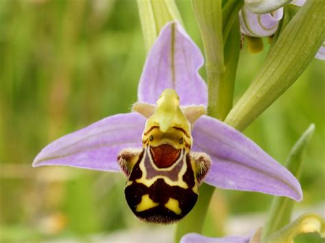 7 Strange Yet Amazingly Beautiful Orchids Blog