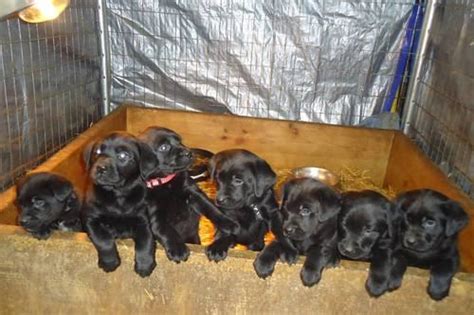 Hips, eyes, elbows, heart, shoulders, eic, cnm, pra, dm, cy, huu and hnpk. AKC Female Black Lab Puppies for Sale in Rozellville ...