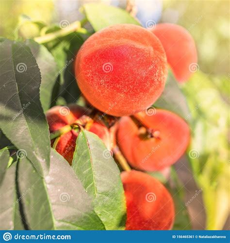 Peaches Harvest Ripe Peaches Growing On A Tree Stock Image Image Of