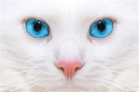 Blue Eyed Cats Wallpapers Wallpaper Cave