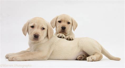 Dogs Yellow Labrador Retriever Puppies 8 Weeks Old Photo Wp33547