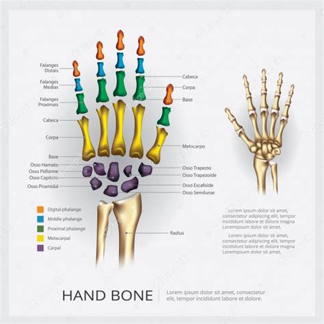 Anatomia Humana Mão Osso Vetor Premium