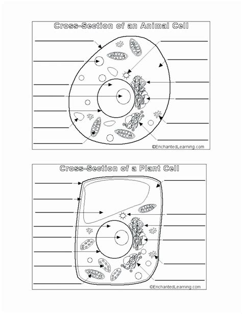 What sort of negative impact can the pathogenic spikes have on these permanent critical cells? Cellular Transport Coloring Worksheet Answers New Coloring ...