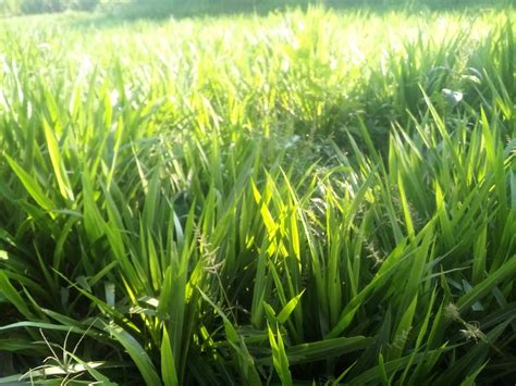 Jual Bibit Rumput Odot : Cara Sukses Beternak Sapi, Kambing, Kerbau dan