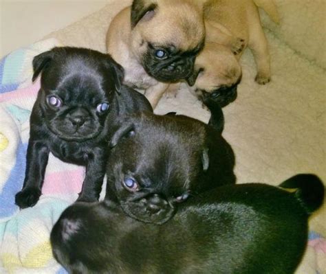 Maybe you would like to learn more about one of these? 3 FEMALE AKC CHINESE PUG Puppies (Hahira) for Sale in Hahira, Georgia Classified ...