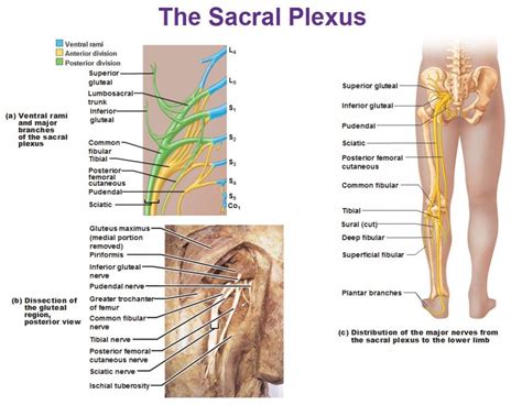 The Sacral Plexus Anterior And Posterior Divisions Peripheral Nervous System Spinal Nerve