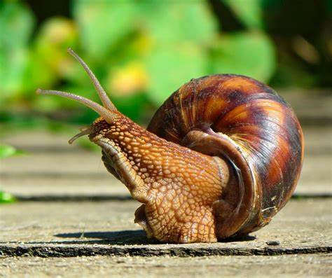 Виноградная улитка: описание, среда обитания, чем питается Картинка - Виноградная улитка: описание, среда обитания, чем питается