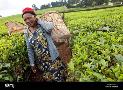Workers Pick Tea Leaves On A Unilver Tea Plantation In Kericho Kenya