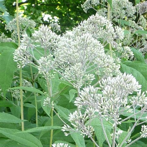 Growing two to 4 feet tall, boneset's fragrant white flowers accent its interesting foliage. Boneset (Eupatorium perfoliatum) - Plants