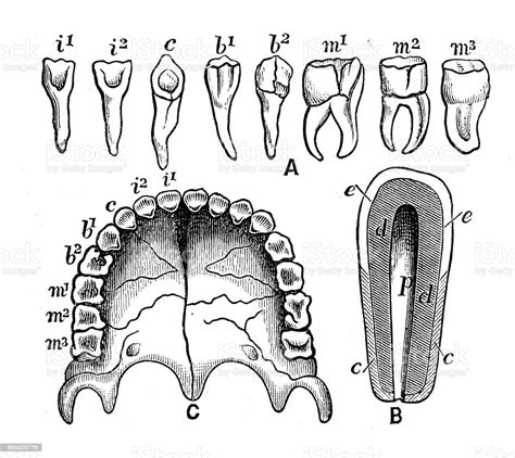 Antique Engraving Illustration Human Teeth Stock Illustration