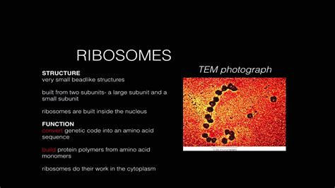 Cell Structure Function- Ribosomes 