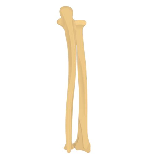 Ulna, inner of two bones of the forearm when viewed with the palm facing forward. Radius and Ulna Bones Anatomy - Posterior Markings