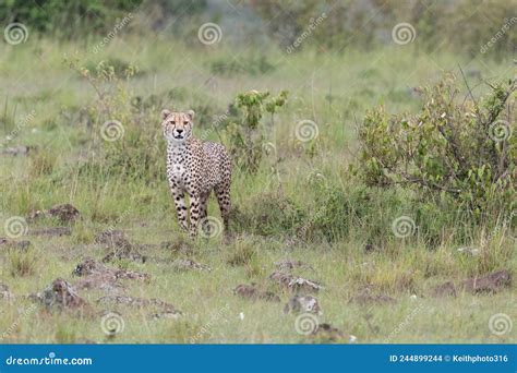 Cheetahs Standing In The Grass Stock Photo Image Of Elusive Alert