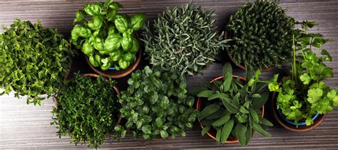 Plantas Herb Ceas O Que S O Melhores Tipos Caracter Sticas E Mais