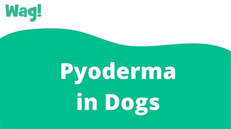 Pyoderma In Dogs Wag Youtube