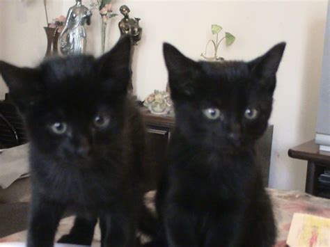Adoptándonos Dos Gatitos Negros Muy Bebés En Adopción Urgente