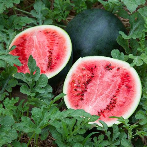 Bonnie Plants 19 Oz Sugar Baby Watermelon Plant 4105 The Home Depot