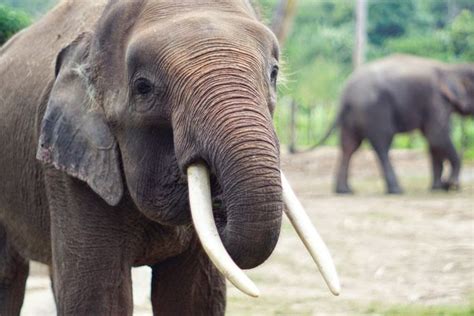 Gajah Memiliki Gading Besar Apa Fungsinya Belajar Sampai Mati