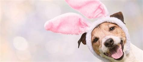 Happy Easter Whats Open And Closed At The City Of Burlington
