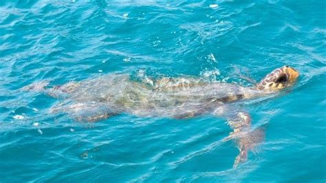 Χελώνα καρέτα καρέτα κολυμπά πλάι σε φέρι μποτ Βίντεο Περιβάλλον