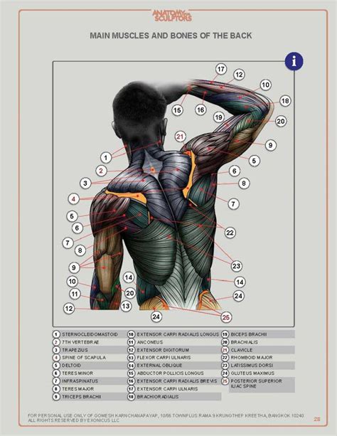 Snapshot Of Muscles In Torso 11 Functions Of The Muscular System