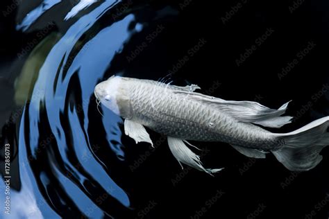 Butterfly Koi Fish White Platinum Color In Black Pond With Motion Of