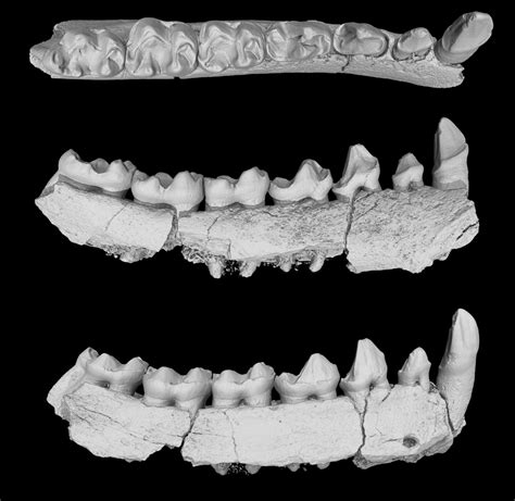 These Ancient Asian Primate Fossils Might Be The Missing Pieces Of A