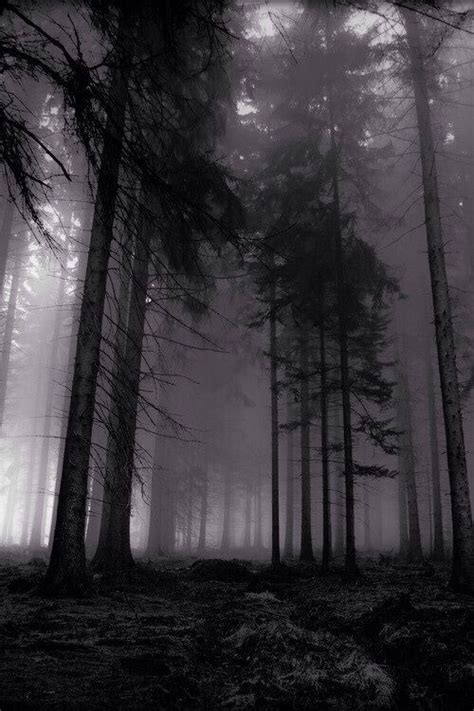 Feeling Guilty And Gloomy Like This Forest Nature Aesthetic Dark