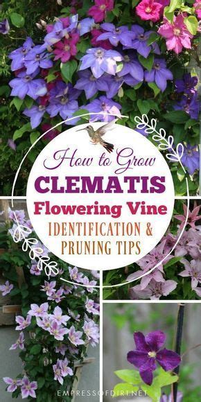 They also flower earliest in the season, usually sometime between april and june depending on which zone you live in. Clematis 101 Easy Care Guide | Clematis care, Clematis ...