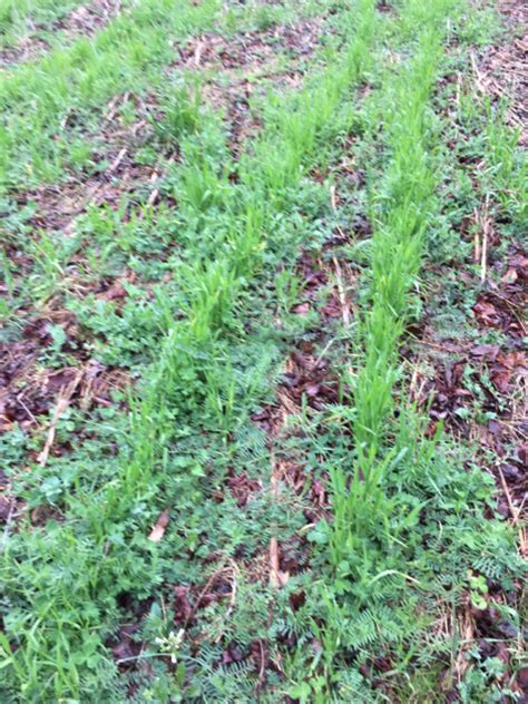 The usda hardiness zone map is a climate survey completed in 2012 compiling the average although the usda hardiness zone map may inform you about the average minimum extreme temperature for your grow zone, there are many. Converting planter to drill, sorta | Deer Hunter Forum