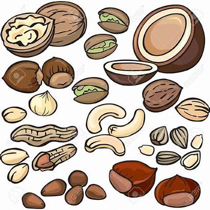 Nuts Clipart Nut Tree Clip Seed Icon
