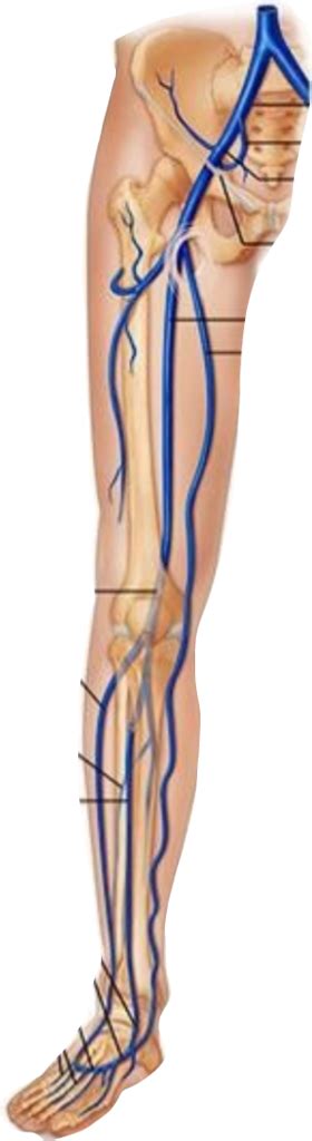 Anterior Lower Limb Veins Diagram Quizlet