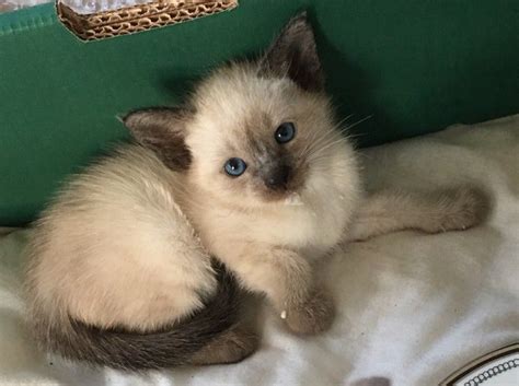 Siamese cats are known to be affectionate, friendly, loyal and bold. Siamese Cats For Sale | Olympia, WA #202543 | Petzlover