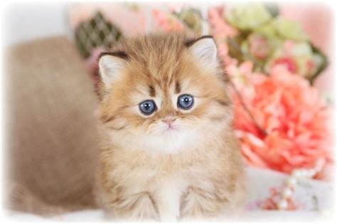 Designer doll face persian kittens. Golden Chinchilla Doll Face Persian Kitten for Sale in ...