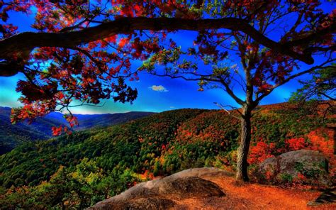 Autumn Forest Background Download Free Pixelstalknet