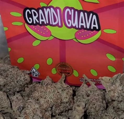 Buy Grandi Guava Strain By Grandiflora Westcoastnugz