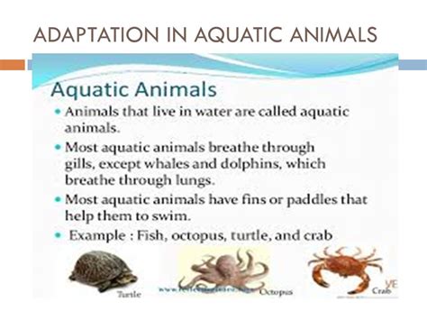 Adaptation In Aquatic Plants And Animals Ppt Video Online Download