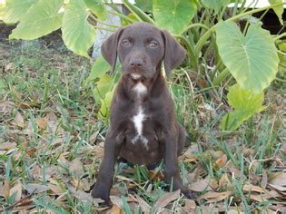 You'll also need major patience during their. View Ad: German Shorthaired Pointer-Poodle (Standard) Mix ...