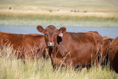 Registration Open For Applied Reproductive Strategies In Beef Cattle Symposium Unl Beef