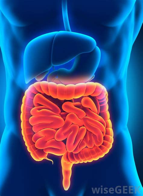 The small intestine, or small bowel, is a hollow tube about 20 feet long that runs from the stomach to the beginning of the large intestine. What are the Most Common Causes of Small Intestine ...
