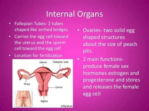 Anatomy Of Female Body Organs