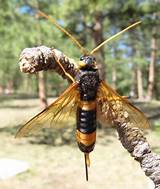 Photos of Very Large Wasp