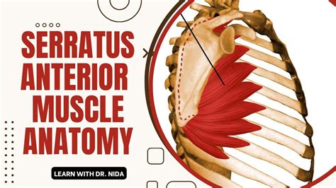 Serratus Anterior Muscle Anatomy Origin Insertion Nerve Supply