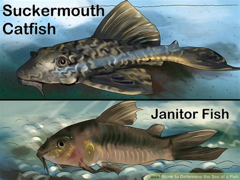 3 Ways To Determine The Sex Of A Fish Wikihow