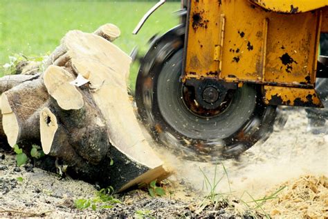 Stump Grinding And Removal Tips From Tree Experts Total Landscape Care
